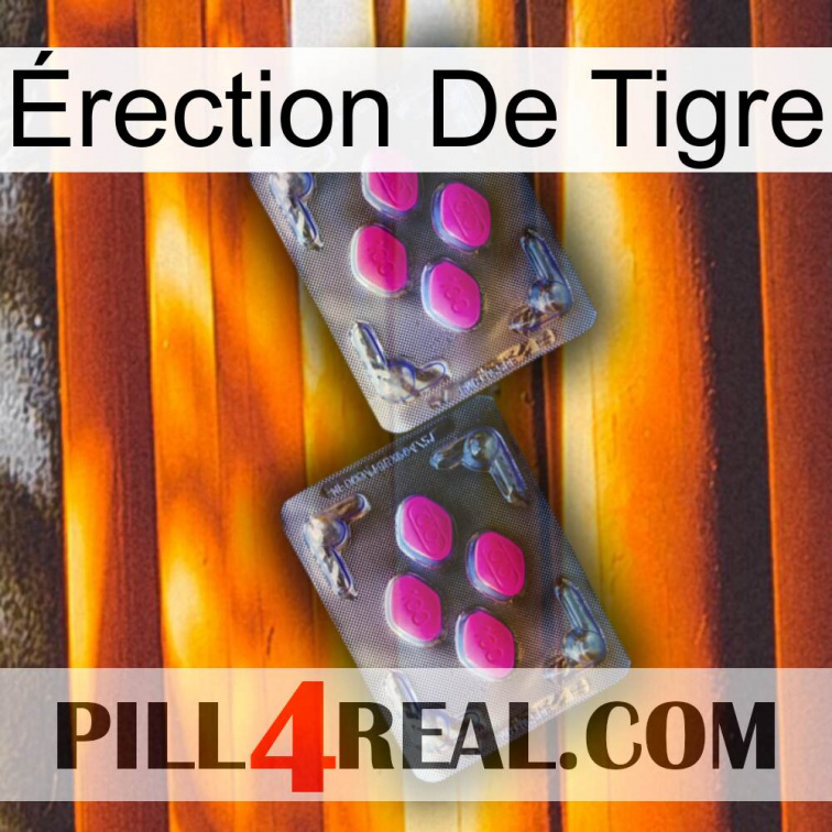 Érection De Tigre 01